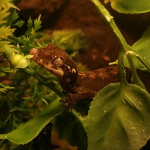 Cyrtodactylus Elok